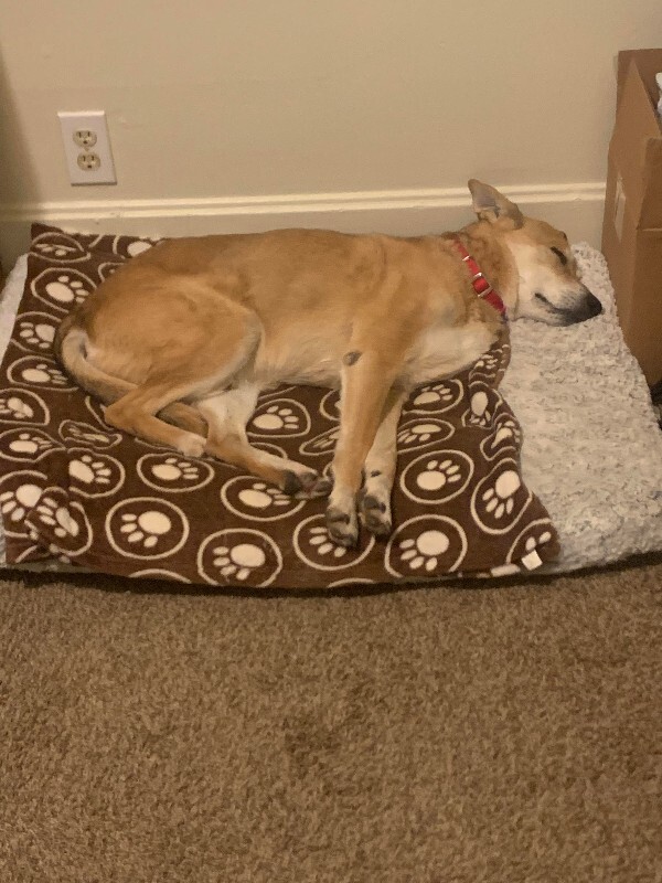 Picture of the Animal Listed